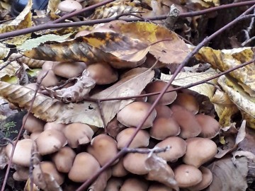Dzień Grzyba 14.10.2018r. - wystwa, prelekcja i spacer po lesie, fot. H. Andrzejewski